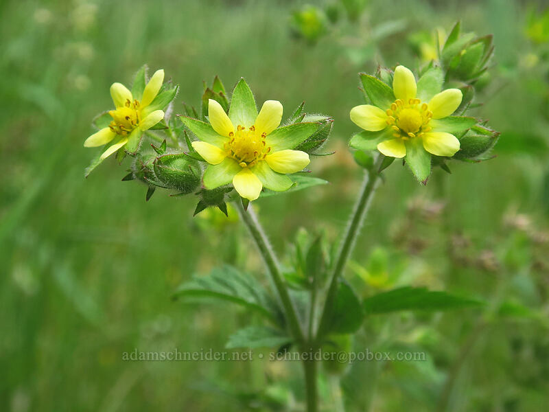 reflexed sticky cinquefoil (Drymocallis glandulosa var. reflexa (Potentilla glandulosa)) [Boccard Point Trail, Soda Mountain Wilderness, Jackson County, Oregon]