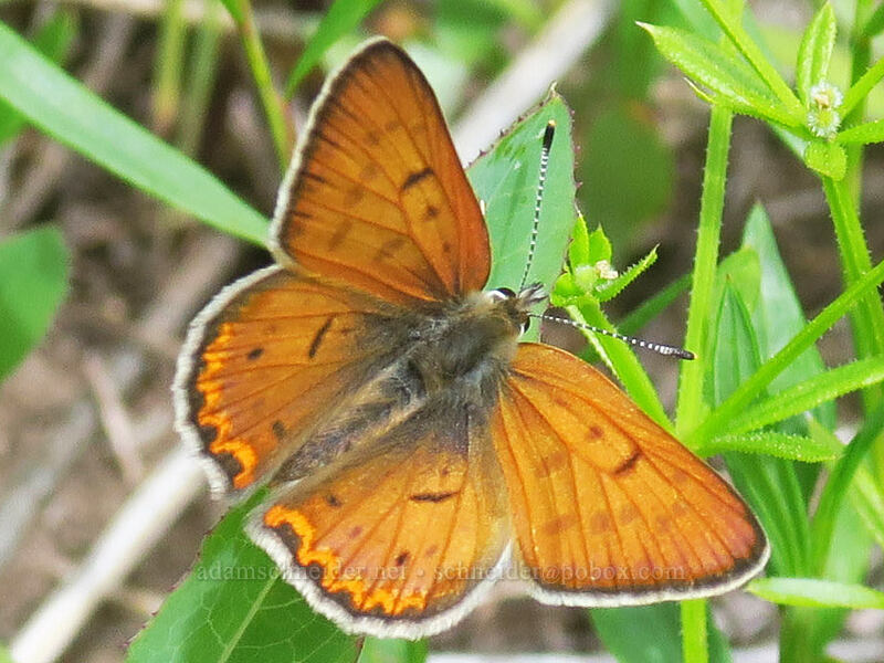 lilac-bordered copper butterfly (Lycaena nivalis) [Boccard Point Trail, Soda Mountain Wilderness, Jackson County, Oregon]