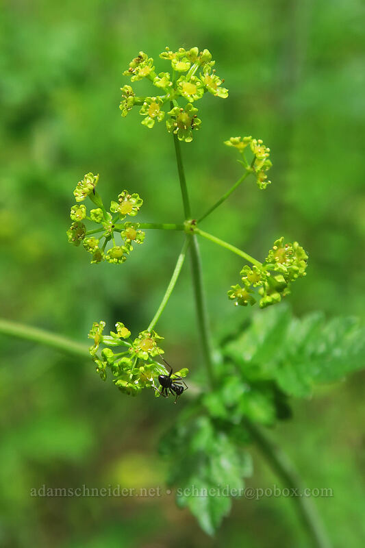 western sweet-cicely (Osmorhiza occidentalis) [Boccard Point Trail, Soda Mountain Wilderness, Jackson County, Oregon]