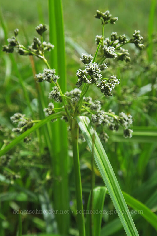 panicled bulrush (Scirpus microcarpus) [Boccard Point Trail, Soda Mountain Wilderness, Jackson County, Oregon]