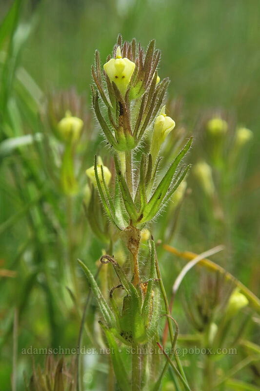 hairy paintbrush, yellow form (Castilleja tenuis (Orthocarpus hispidus)) [Boccard Point Trail, Soda Mountain Wilderness, Jackson County, Oregon]