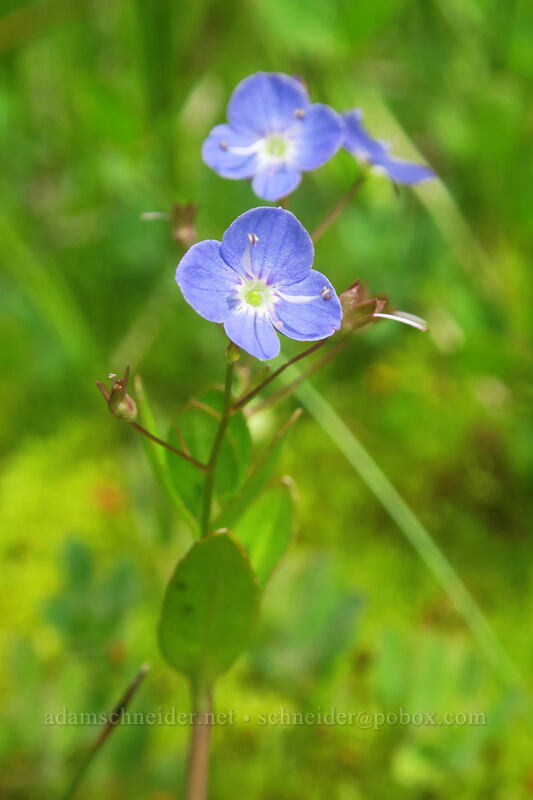 American speedwell (Veronica americana) [Boccard Point Trail, Soda Mountain Wilderness, Jackson County, Oregon]