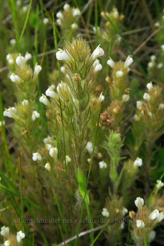 hairy paintbrush, white form (Castilleja tenuis (Orthocarpus hispidus)) [Boccard Point Trail, Soda Mountain Wilderness, Jackson County, Oregon]