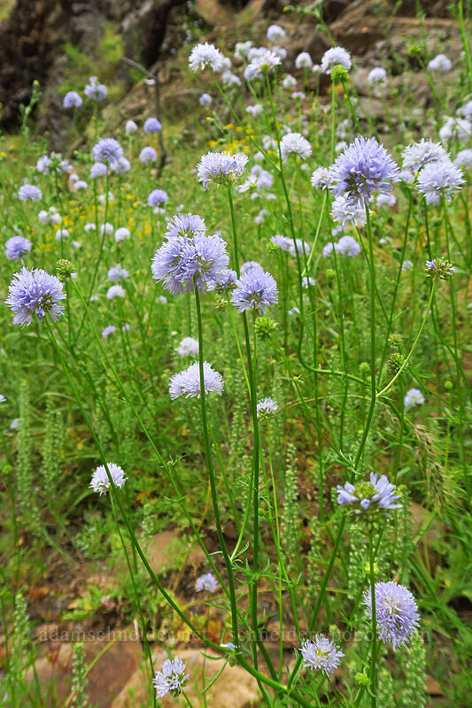 blue-head gilia (Gilia capitata) [Boccard Point Trail, Soda Mountain Wilderness, Jackson County, Oregon]