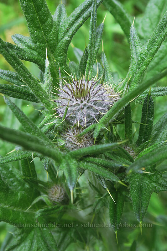 bull thistle (Cirsium vulgare) [Boccard Point Trail, Soda Mountain Wilderness, Jackson County, Oregon]