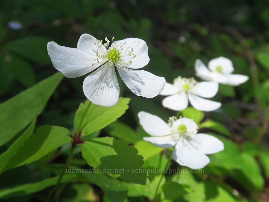 Columbia windflowers (Anemone deltoidea (Anemonastrum deltoideum)) [Pacific Crest Trail, Rogue River-Siskiyou National Forest, Siskiyou County, California]