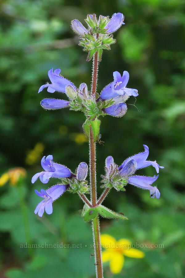 Siskiyou penstemon (Penstemon anguineus) [Pacific Crest Trail, Rogue River-Siskiyou National Forest, Siskiyou County, California]