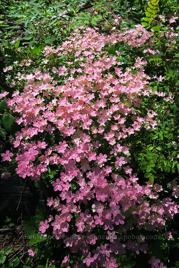 woodland phlox (Phlox adsurgens) [Pacific Crest Trail, Rogue River-Siskiyou National Forest, Siskiyou County, California]