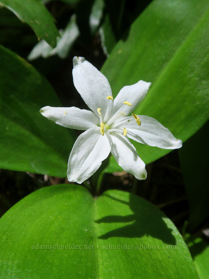 bead lily (Clintonia uniflora) [Pacific Crest Trail, Rogue River-Siskiyou National Forest, Siskiyou County, California]