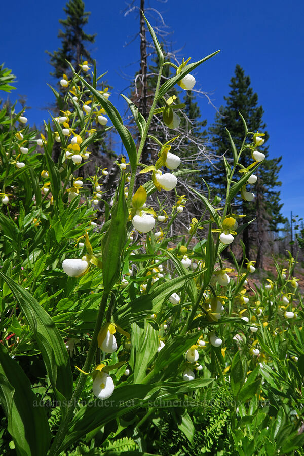 California lady's-slippers (Cypripedium californicum) [Pacific Crest Trail, Klamath National Forest, Siskiyou County, California]