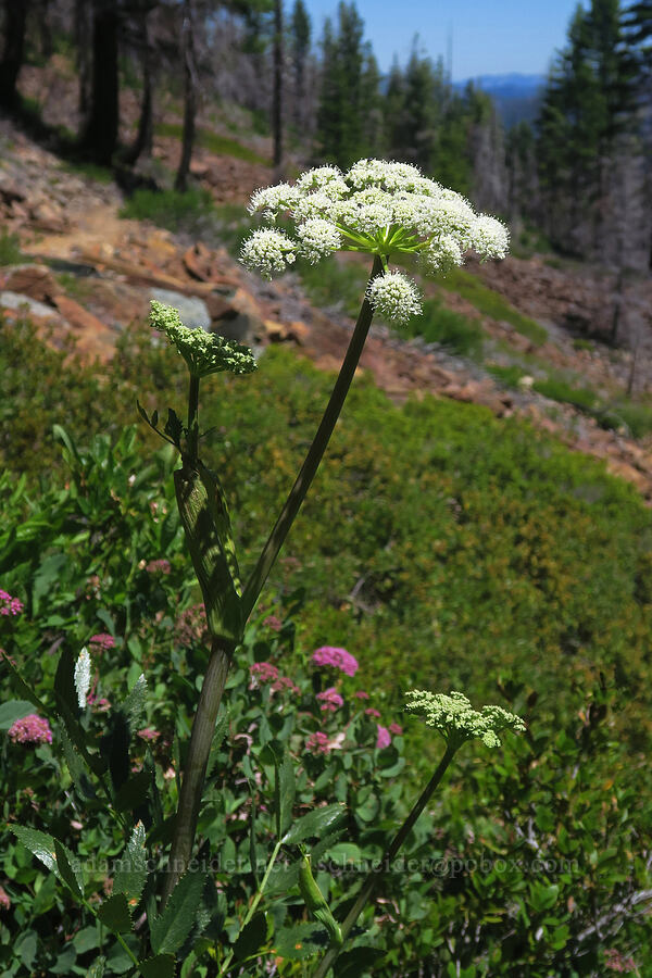 sharp-tooth angelica (Angelica arguta) [Pacific Crest Trail, Klamath National Forest, Siskiyou County, California]