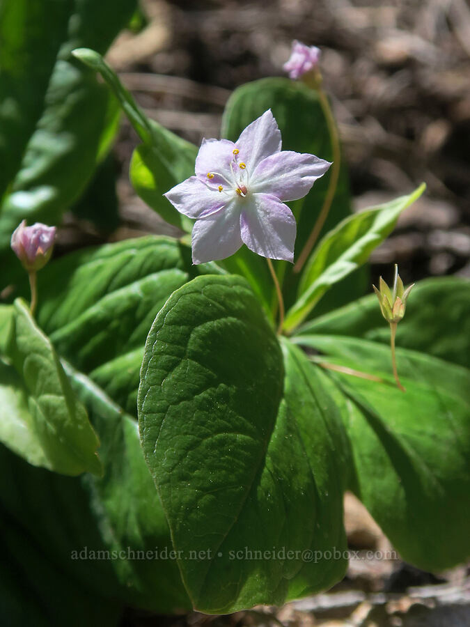western starflower (Lysimachia latifolia (Trientalis borealis ssp. latifolia)) [Pacific Crest Trail, Klamath National Forest, Siskiyou County, California]