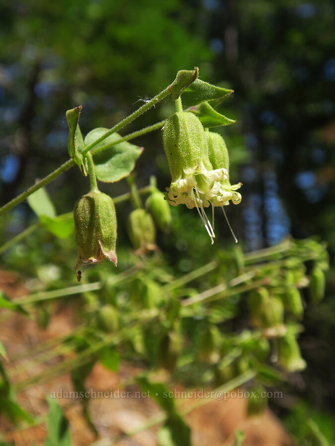bell catchfly (Silene greenei ssp. greenei (Silene campanulata ssp. glandulosa)) [Pacific Crest Trail, Klamath National Forest, Siskiyou County, California]