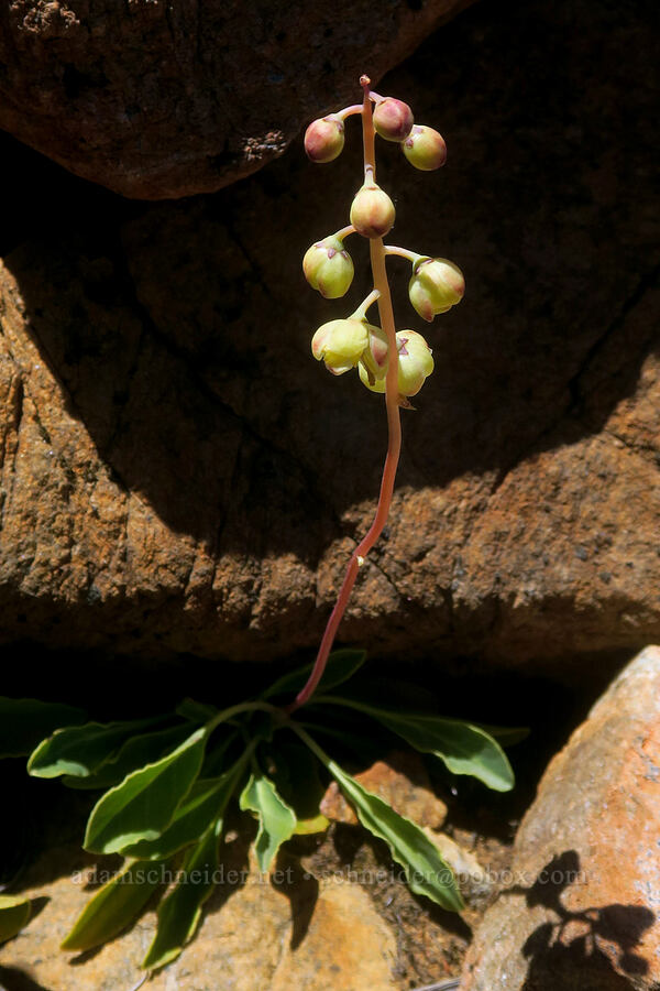 tooth-leaf pyrola (Pyrola dentata (Pyrola picta)) [Pacific Crest Trail, Klamath National Forest, Siskiyou County, California]