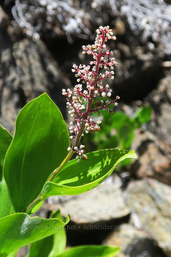 feathery false solomon's-seal (Maianthemum racemosum ssp. amplexicaule (Smilacina racemosa)) [Pacific Crest Trail, Klamath National Forest, Siskiyou County, California]