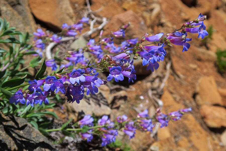 short-stalk azure penstemon (Penstemon parvulus (Penstemon azureus var. parvulus)) [Pacific Crest Trail, Klamath National Forest, Siskiyou County, California]
