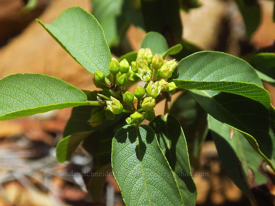 red buckthorn flowers (Frangula rubra (Rhamnus rubra)) [Pacific Crest Trail, Klamath National Forest, Siskiyou County, California]