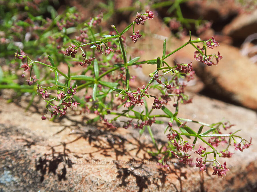 Bolander's bedstraw (Galium bolanderi) [Pacific Crest Trail, Klamath National Forest, Siskiyou County, California]