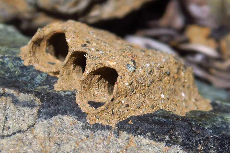 three-celled pollen wasp nest (Pseudomasaris sp.) [Forest Road 47N80, Klamath National Forest, Siskiyou County, California]