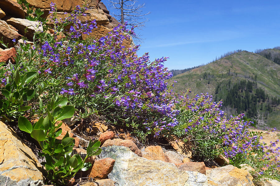 short-stalk azure penstemon (Penstemon parvulus (Penstemon azureus var. parvulus)) [Forest Road 47N80, Klamath National Forest, Siskiyou County, California]