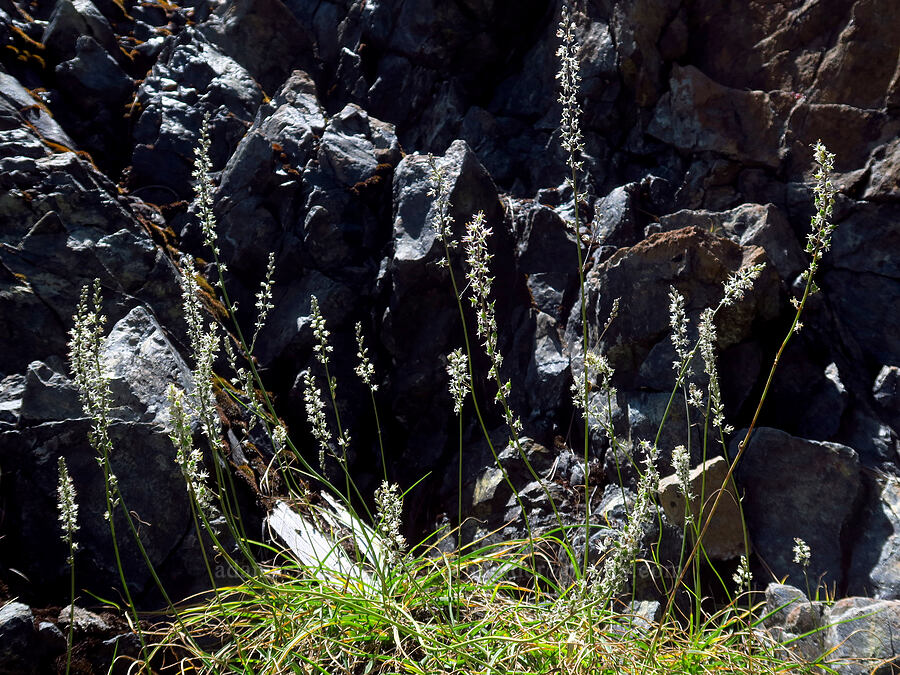 white rush-lily (Hastingsia alba) [Forest Road 47N80, Klamath National Forest, Siskiyou County, California]