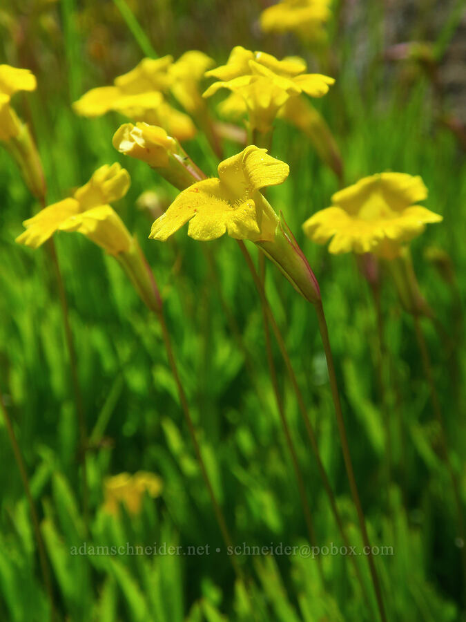 linear-leaf primrose monkeyflower (Erythranthe linearifolia (Mimulus primuloides var. linearifolius)) [Forest Road 47N80, Klamath National Forest, Siskiyou County, California]