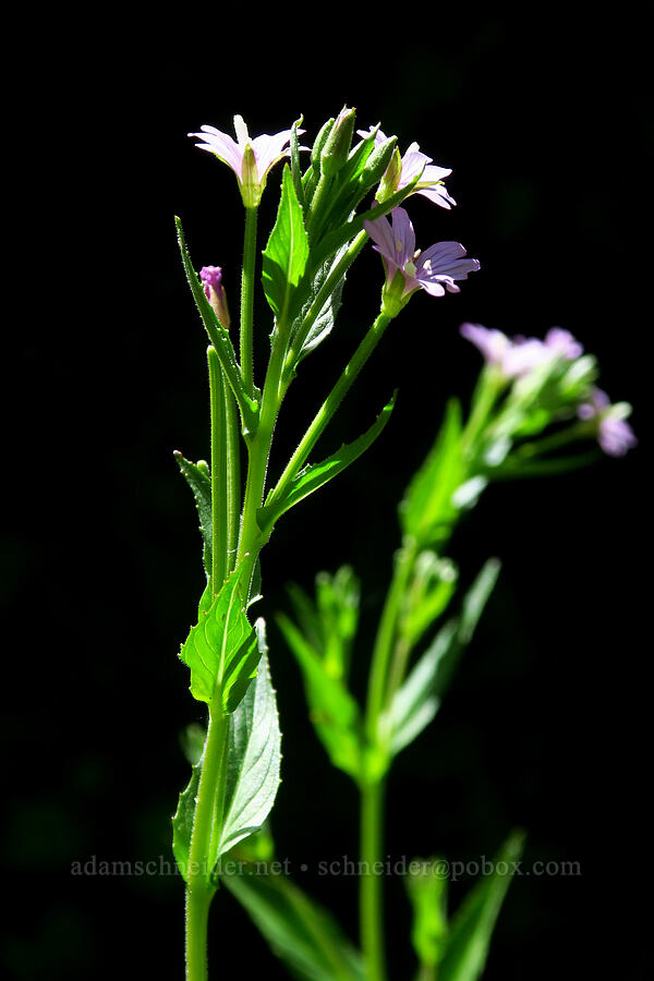 fringed willow-herb (Epilobium ciliatum) [Forest Road 47N80, Klamath National Forest, Siskiyou County, California]