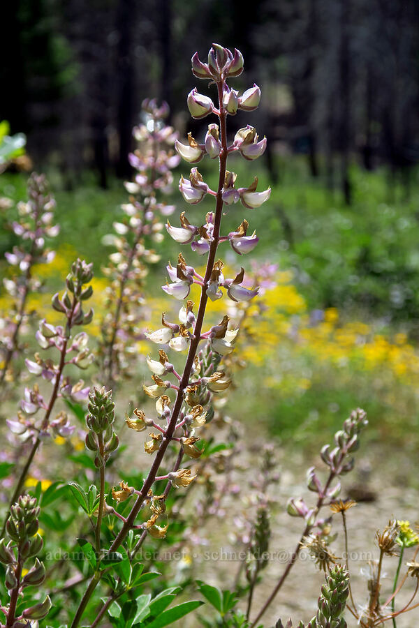 sickle-keel lupine (Lupinus albicaulis) [Pacific Crest Trail, Klamath National Forest, Siskiyou County, California]