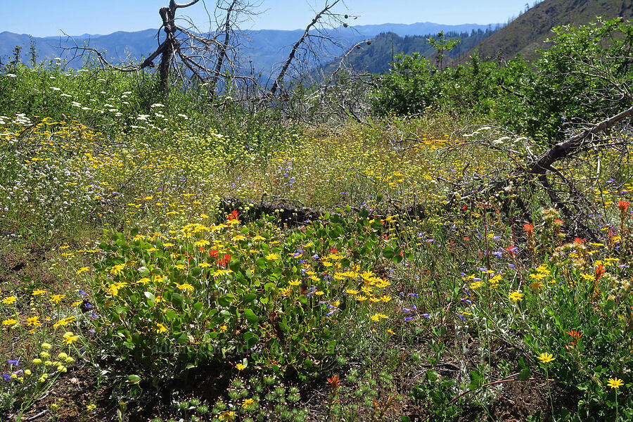 wildflowers (Eriophyllum lanatum, Castilleja sp., Penstemon laetus var. sagittatus, Gilia capitata, Achillea millefolium) [Pacific Crest Trail, Klamath National Forest, Siskiyou County, California]