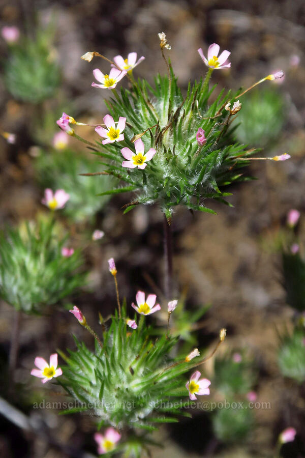 whiskerbrush (Leptosiphon ciliatus (Linanthus ciliatus)) [Pacific Crest Trail, Klamath National Forest, Siskiyou County, California]