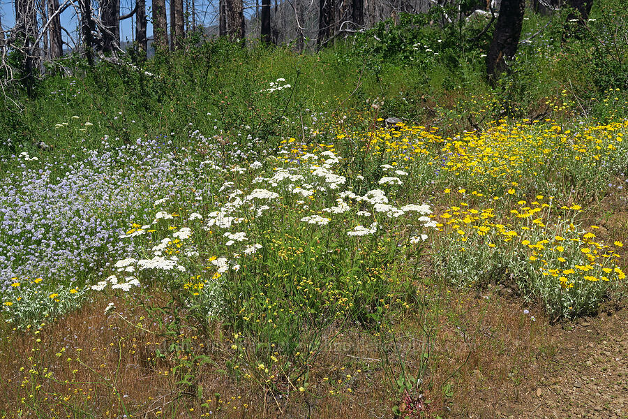 yarrow, blue gilia, & Oregon sunshine (Achillea millefolium, Gilia capitata, Eriophyllum lanatum) [Pacific Crest Trail, Klamath National Forest, Siskiyou County, California]