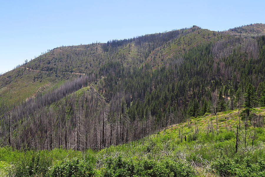 Cook and Green Butte [Pacific Crest Trail, Klamath National Forest, Siskiyou County, California]