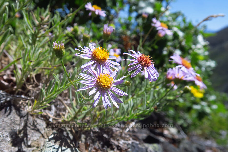 leafy fleabane (Erigeron foliosus var. confinis) [Pacific Crest Trail, Klamath National Forest, Siskiyou County, California]