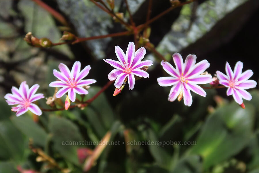 Siskiyou lewisia (Lewisia cotyledon var. cotyledon) [Pacific Crest Trail, Klamath National Forest, Siskiyou County, California]
