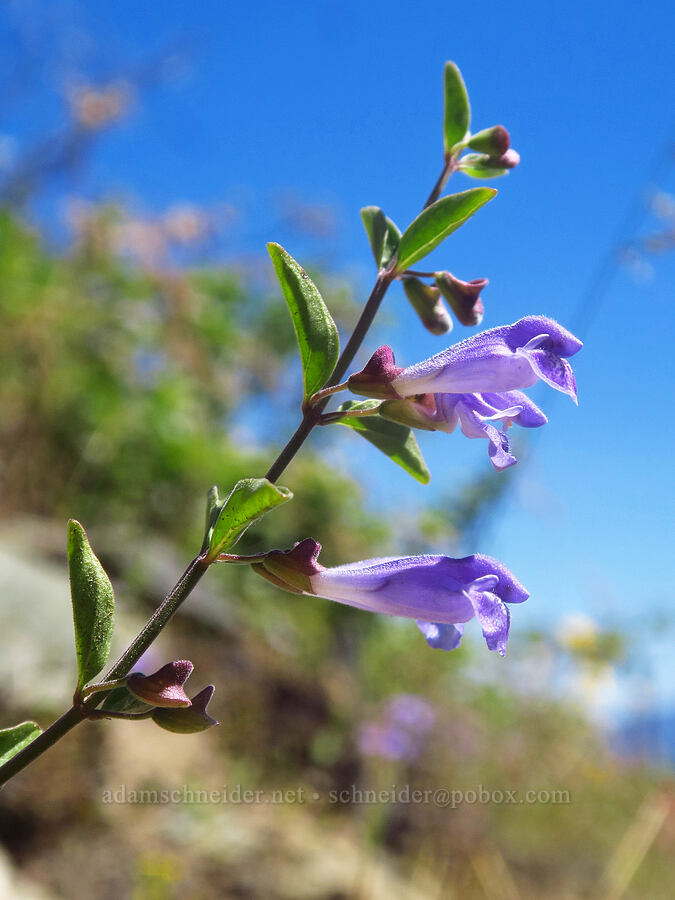 snapdragon skullcap (Scutellaria antirrhinoides) [Pacific Crest Trail, Klamath National Forest, Siskiyou County, California]