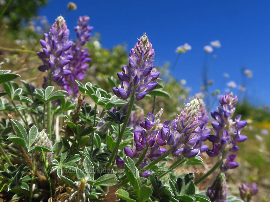 stool lupine (Lupinus lepidus var. sellulus (Lupinus sellulus)) [Pacific Crest Trail, Klamath National Forest, Siskiyou County, California]