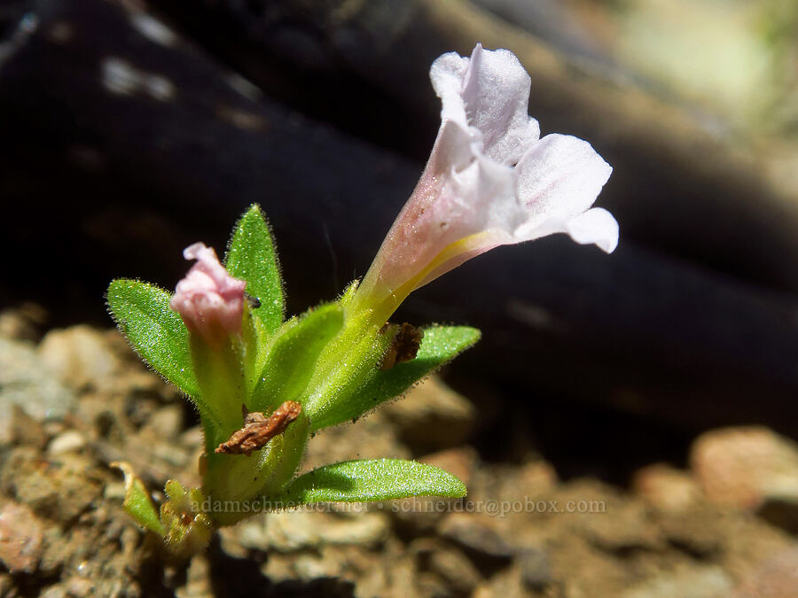 dwarf white monkeyflower (Diplacus nanus (Mimulus nanus)) [Pacific Crest Trail, Klamath National Forest, Siskiyou County, California]