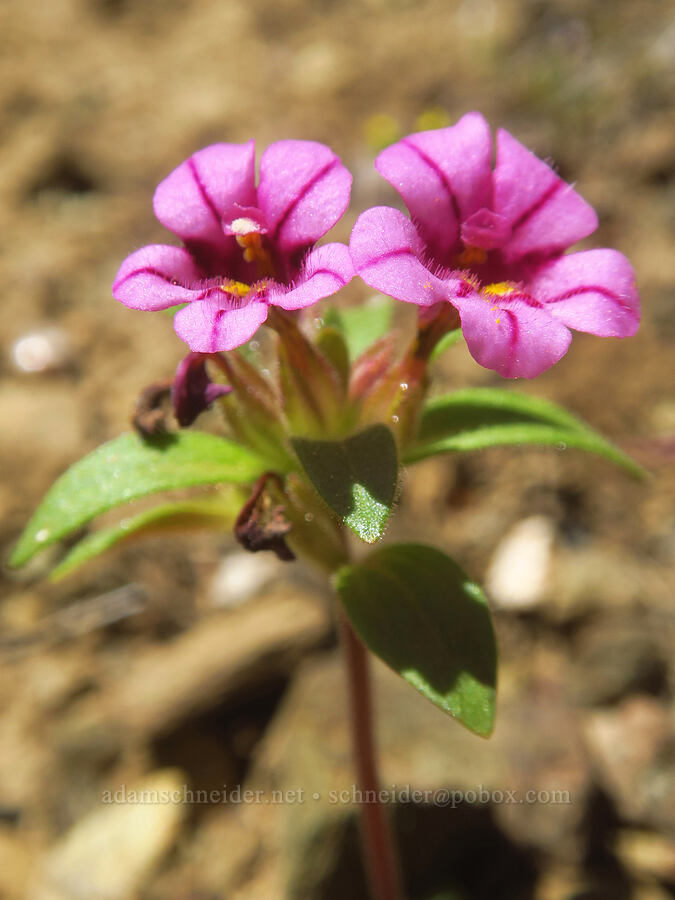 dwarf purple monkeyflower (Diplacus nanus (Mimulus nanus)) [Pacific Crest Trail, Klamath National Forest, Siskiyou County, California]