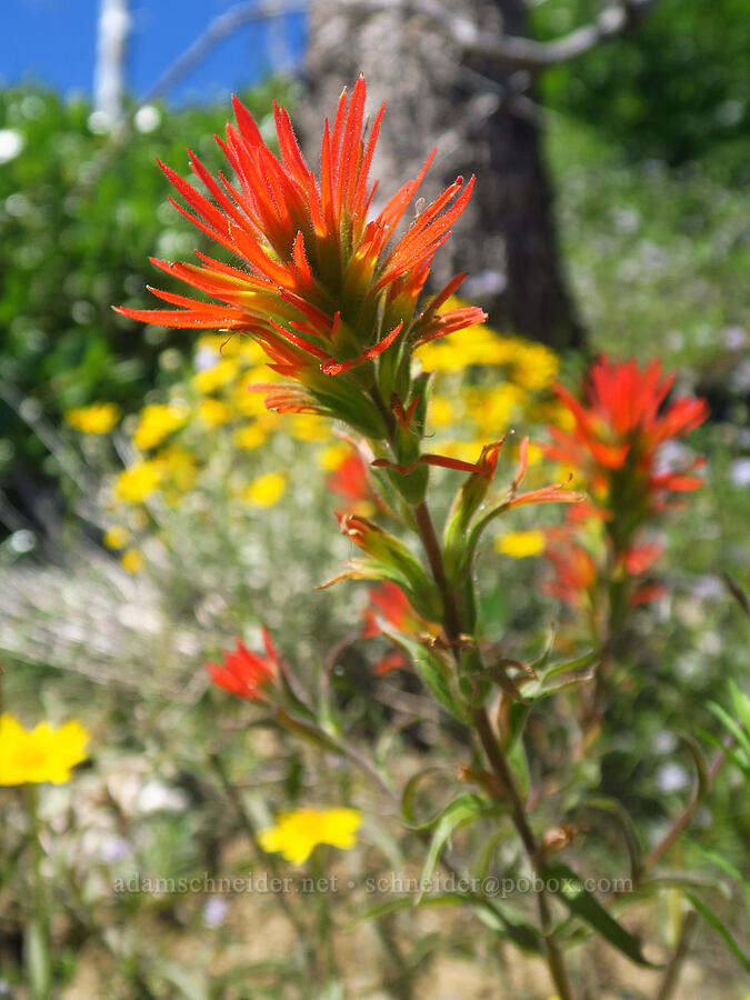 wavy-leaf paintbrush (Castilleja applegatei var. pinetorum) [Pacific Crest Trail, Klamath National Forest, Siskiyou County, California]