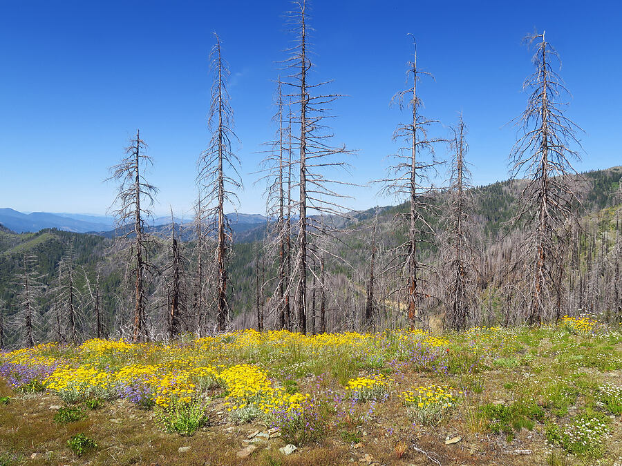 wildflowers & burned trees (Eriophyllum lanatum, Penstemon laetus var. sagittatus, Penstemon deustus, Eremogone congesta (Arenaria congesta)) [Pacific Crest Trail, Klamath National Forest, Siskiyou County, California]