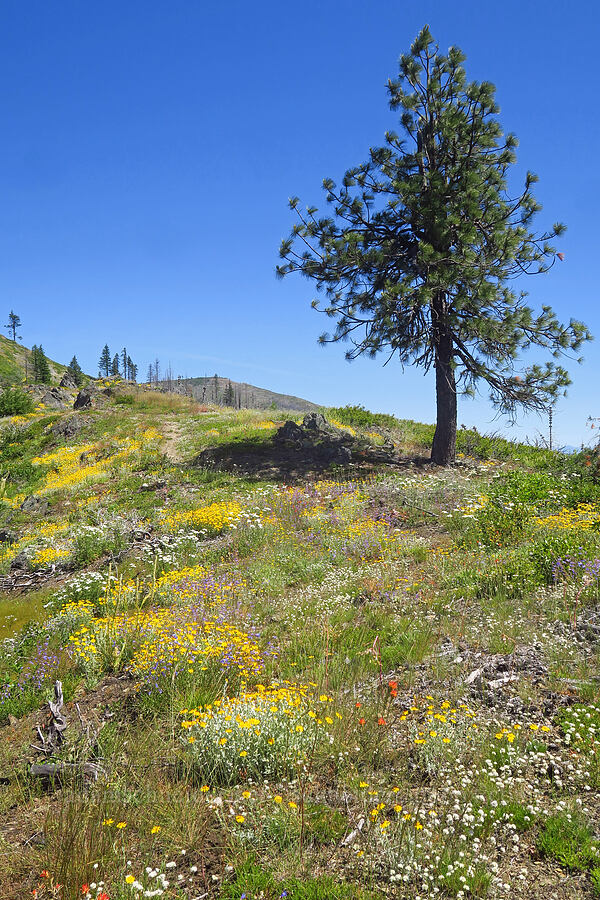 wildflowers & a pine tree (Eriophyllum lanatum, Penstemon laetus var. sagittatus, Achillea millefolium, Eremogone congesta (Arenaria congesta), Castilleja sp.) [Pacific Crest Trail, Klamath National Forest, Siskiyou County, California]