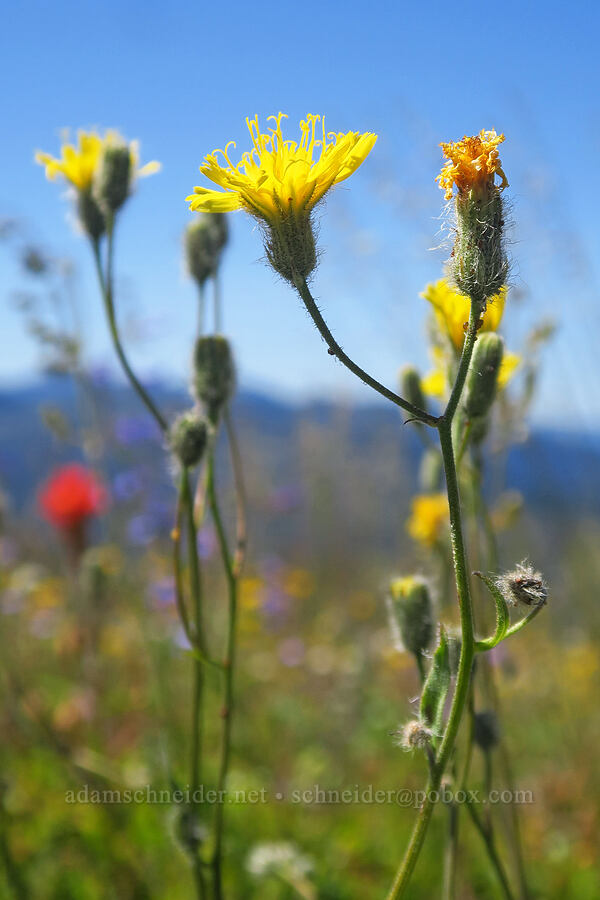 Scouler's hawkweed (Hieracium scouleri (Pilosella scouleri)) [Pacific Crest Trail, Klamath National Forest, Siskiyou County, California]