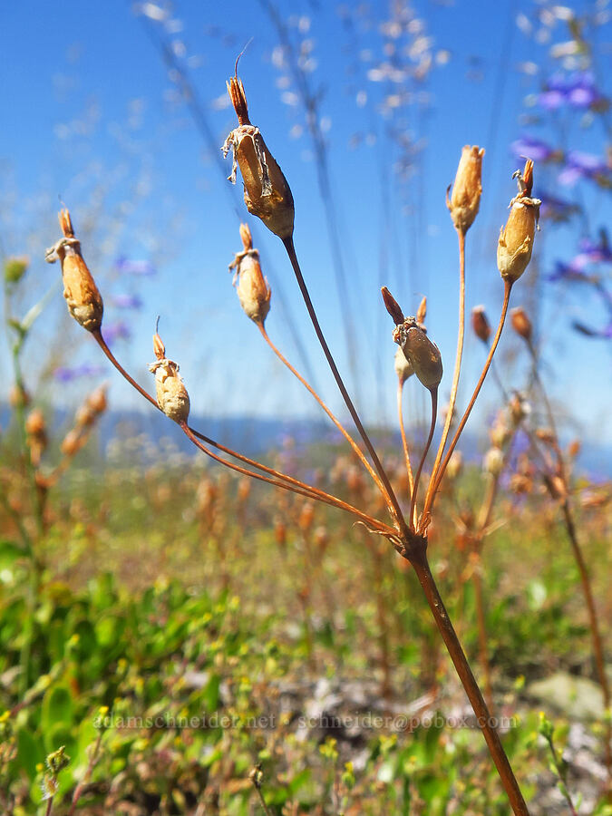 Henderson's shooting stars seed-pods (Dodecatheon hendersonii (Primula hendersonii)) [Pacific Crest Trail, Klamath National Forest, Siskiyou County, California]