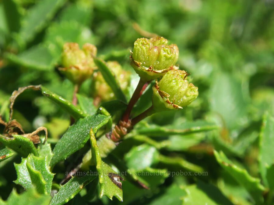 mahala mat, going to seed (Ceanothus prostratus) [Pacific Crest Trail, Klamath National Forest, Siskiyou County, California]