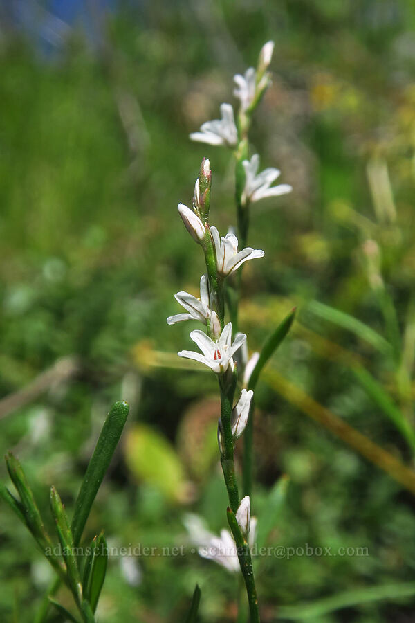 Douglas' knotweed (Polygonum douglasii) [Pacific Crest Trail, Klamath National Forest, Siskiyou County, California]