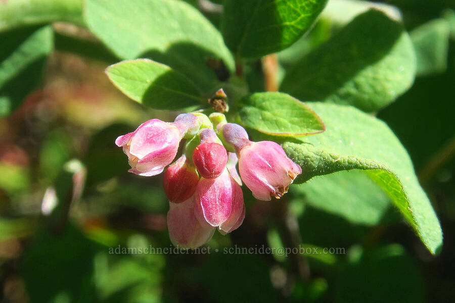 creeping snowberry (Symphoricarpos mollis (Symphoricarpos hesperius)) [Pacific Crest Trail, Klamath National Forest, Siskiyou County, California]