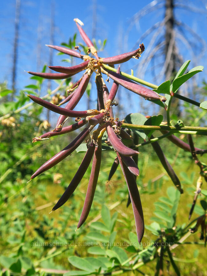 big deer-vetch seed-pods (Hosackia crassifolia (Lotus crassifolius)) [Pacific Crest Trail, Klamath National Forest, Siskiyou County, California]