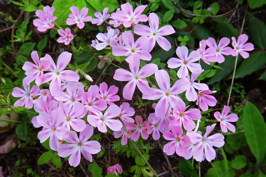 woodland phlox (Phlox adsurgens) [Cook and Green Trail, Rogue River-Siskiyou National Forest, Siskiyou County, California]