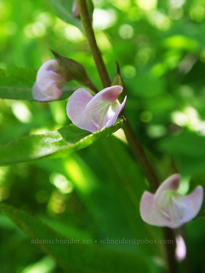 sickle-top lousewort (Pedicularis racemosa) [Cook and Green Trail, Rogue River-Siskiyou National Forest, Siskiyou County, California]
