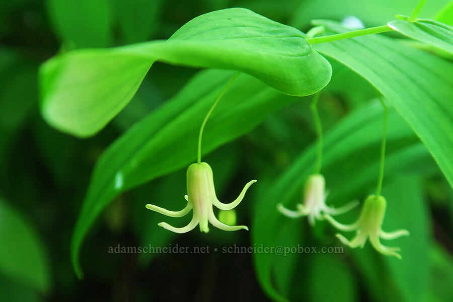 clasping twisted-stalk (Streptopus amplexifolius var. americanus) [Cook and Green Trail, Rogue River-Siskiyou National Forest, Siskiyou County, California]